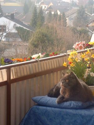 Frühlingsanfang auf dem Balkon