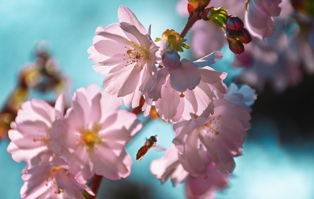 Frühlingsanfang Foto & Bild jahreszeiten, frühling, blumen Bilder auf