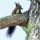 Frühlingsanfang: Das Nest muss fertigwerden