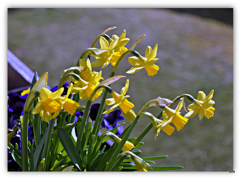 Frühlingsanfang im Balkonkasten