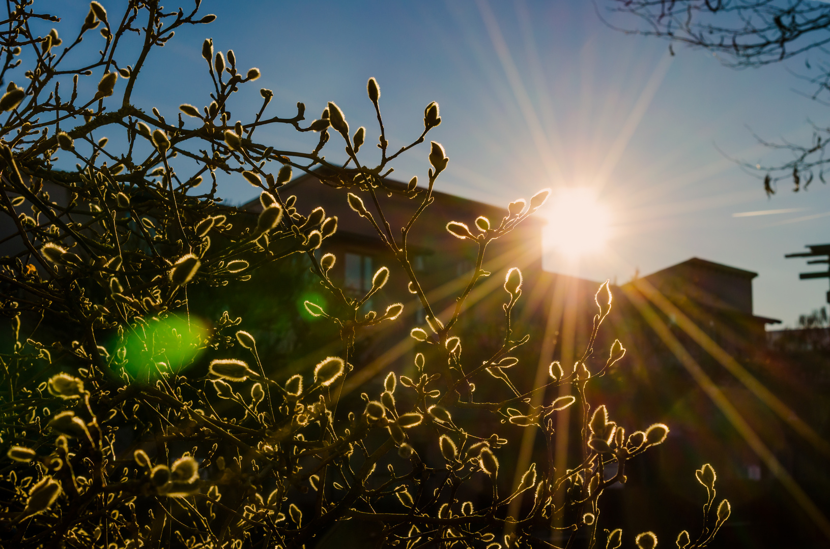 Frühlingsanfang im Februar