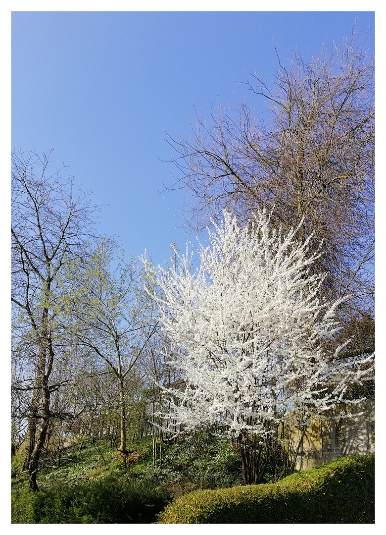 Frühlingsanfang im Garten I