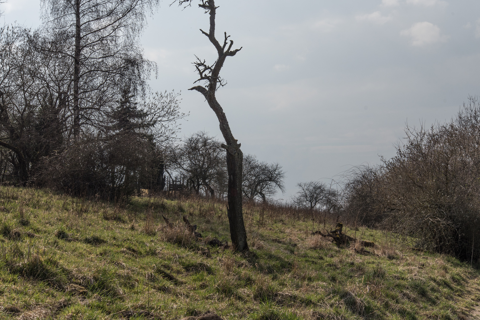 Frühlingsanfang im Rheingau (2)