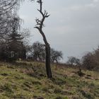 Frühlingsanfang im Rheingau (2)