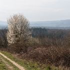 Frühlingsanfang im Rheingau