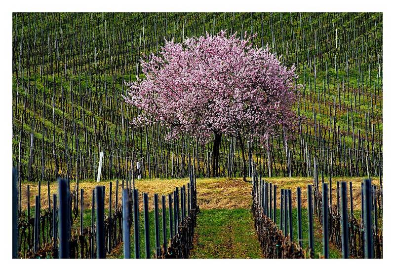 Frühlingsanfang in den Weinbergen