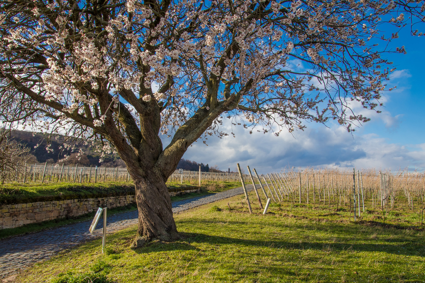 Frühlingsanfang in der Pfalz