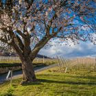 Frühlingsanfang in der Pfalz