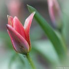 Frühlingsanfang in meinem Garten