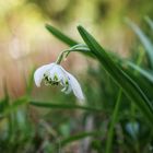 Frühlingsanfang mit einem Frühlingslied ...