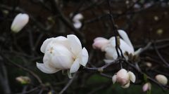 Frühlingsanfang mit Sternmagnolien