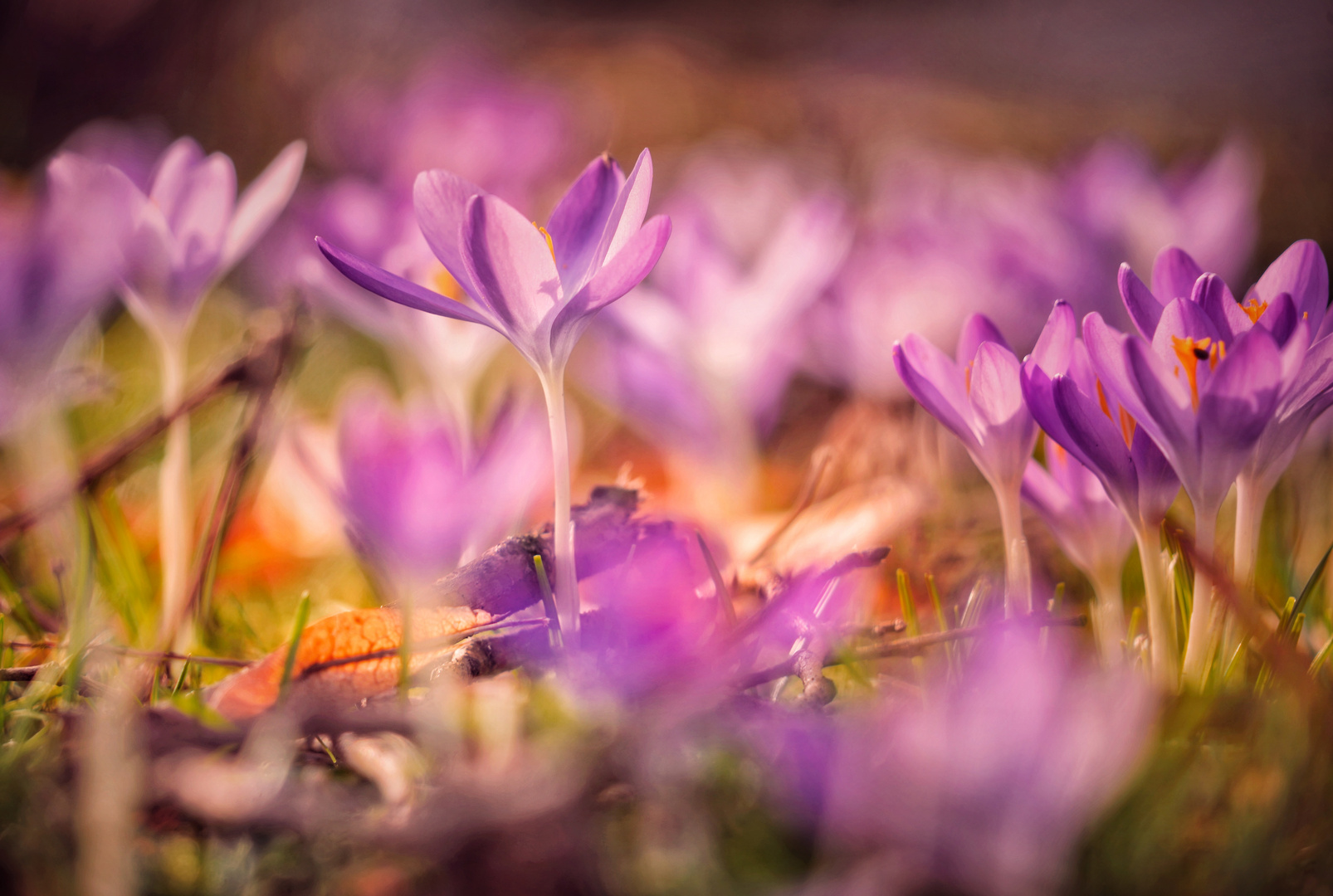 Frühlingsanfang Mitte Februar 2019 