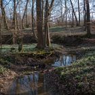 Frühlingsansichten aus dem Nationalpark Hainich