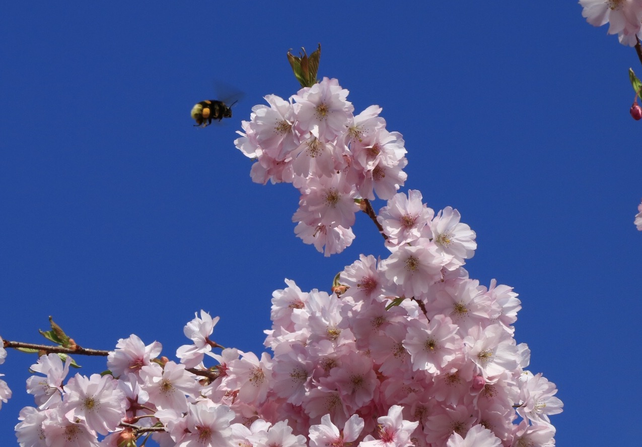 Frühlingsarbeit an der Blüte