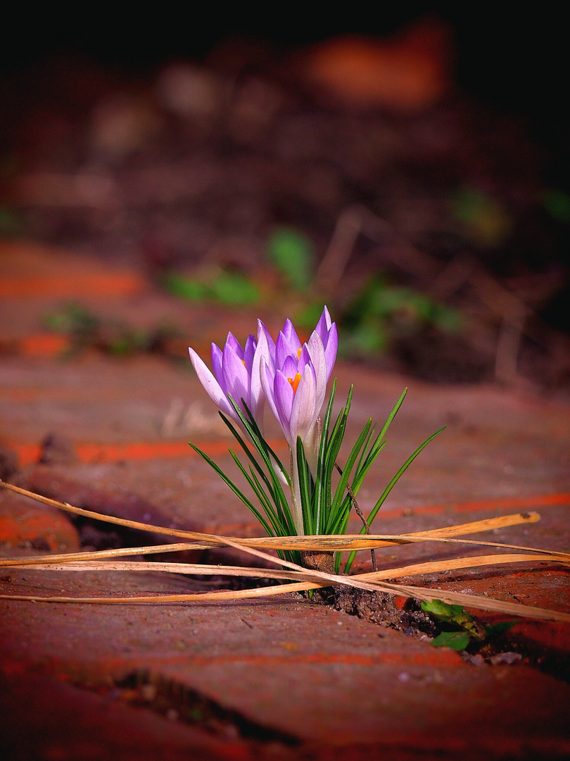 Frühlingsausbruch - Spring-Outbreak