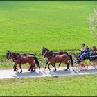 Frühlingsausfahrt im Vierspänner