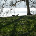 Frühlingsaussicht auf der Mainau