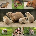 Frühlingsbabys 2017 bei Hagenbeck