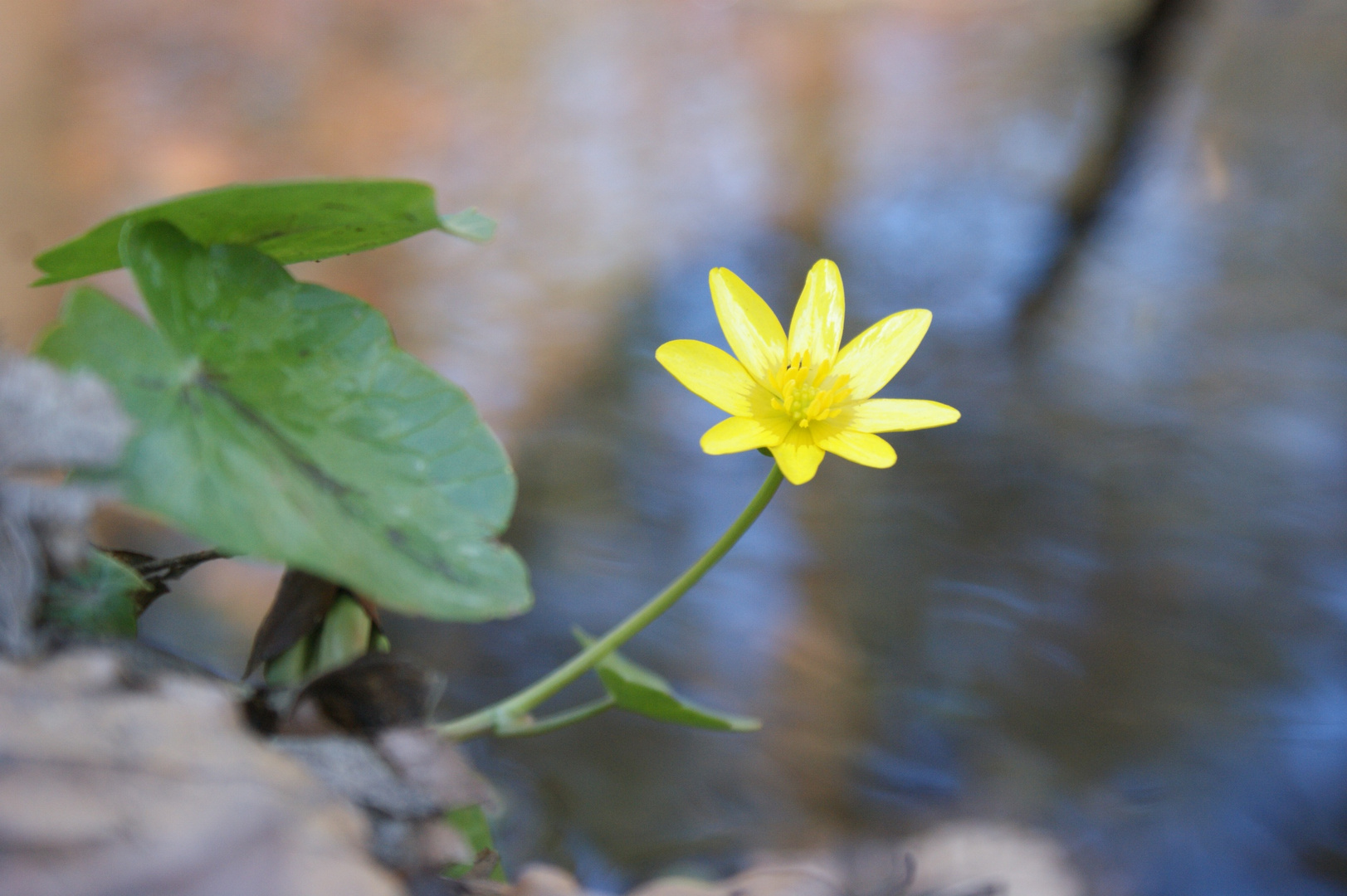 Frühlingsbachblume