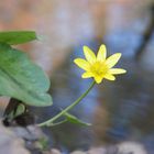 Frühlingsbachblume