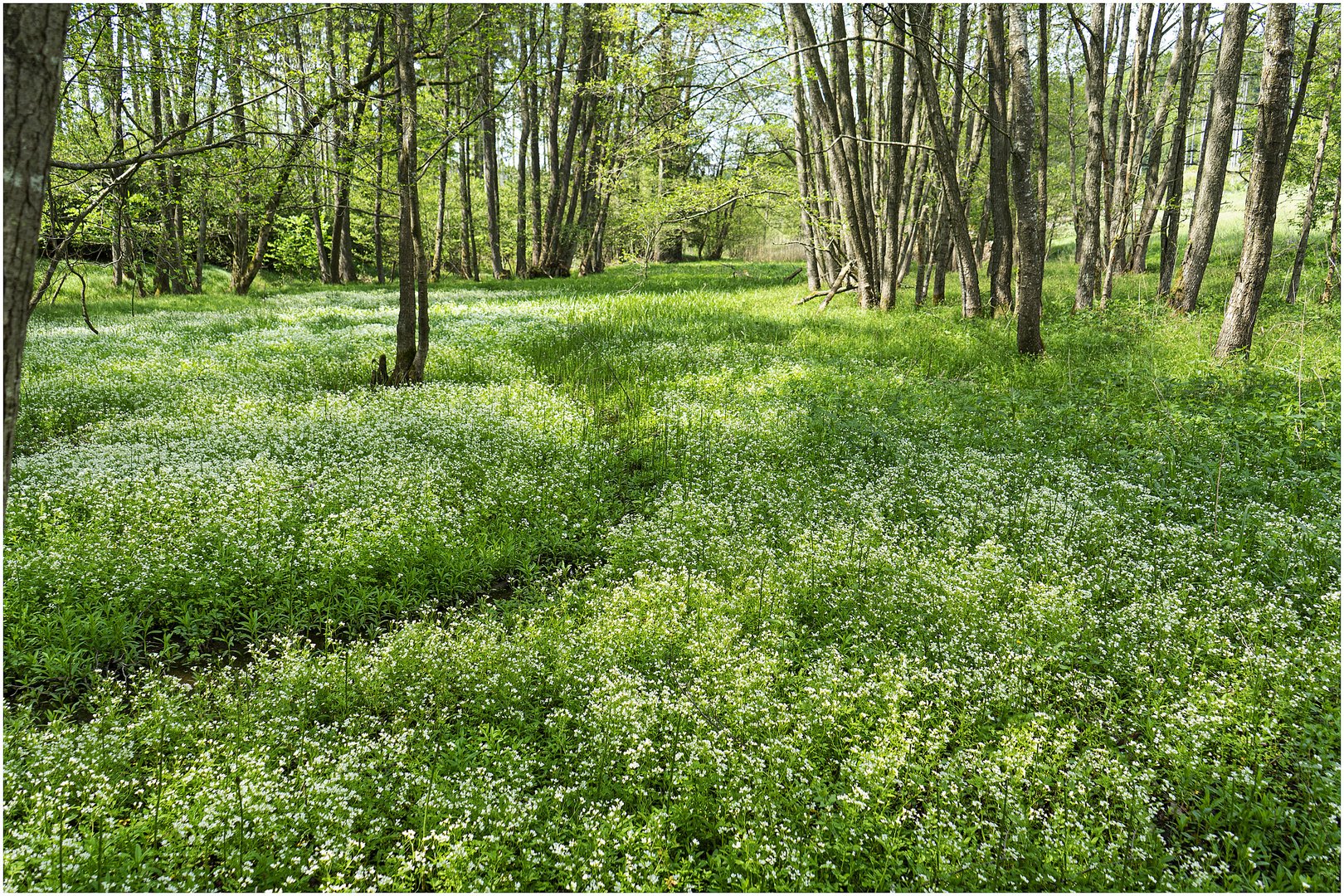 Frühlingsbachlauf