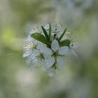 Frühlingsbällchen