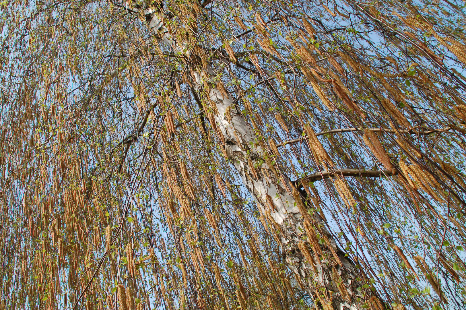 Frühlingsbäume (1) - Birke