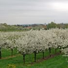 Frühlingsbäume (2) - Kirsche