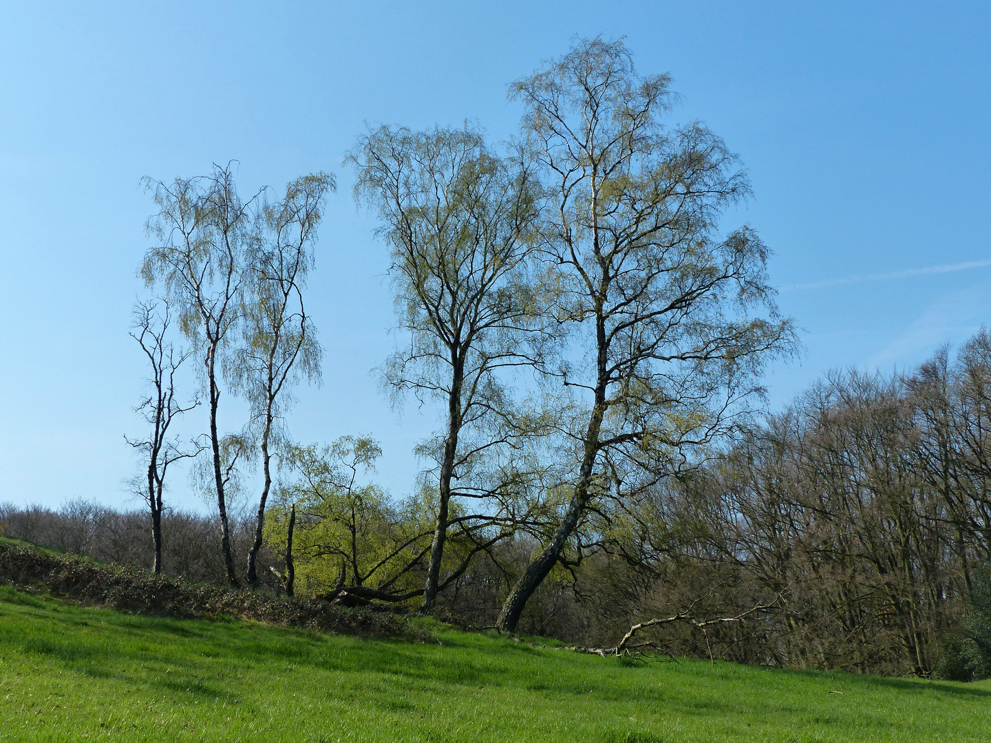 Frühlingsbäume