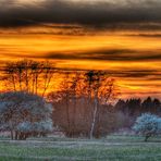 Frühlingsbäume  Sonneuntergang