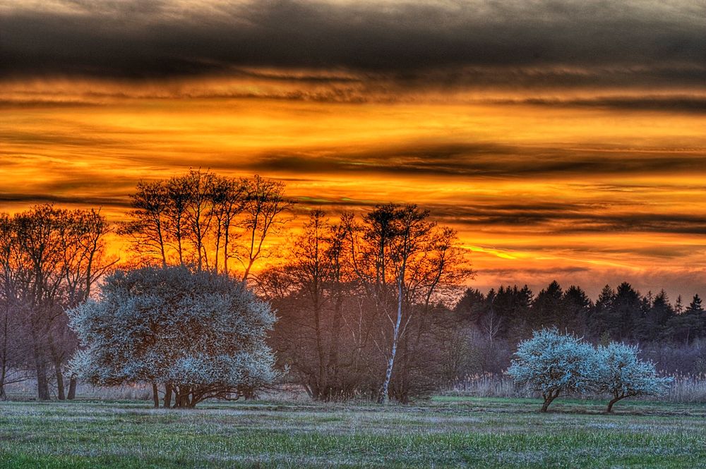 Frühlingsbäume  Sonneuntergang