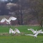 Frühlingsballett der Silberreiher