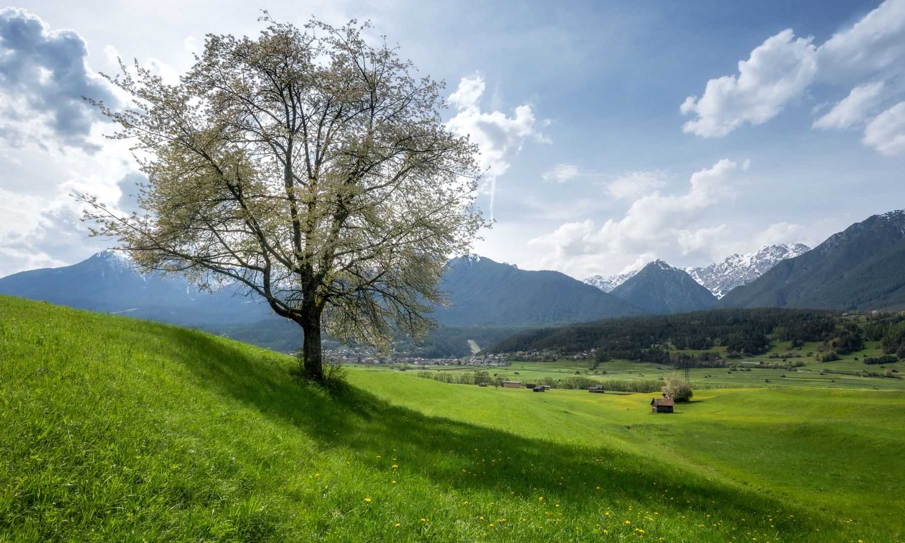 Frühlingsbaum