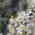 Frühlingsbaum 2024 " Bienchen beim Schlemmen"