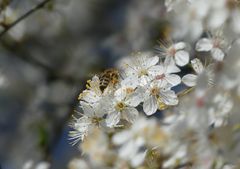 Frühlingsbaum 2024 " Bienchen beim Schlemmen"