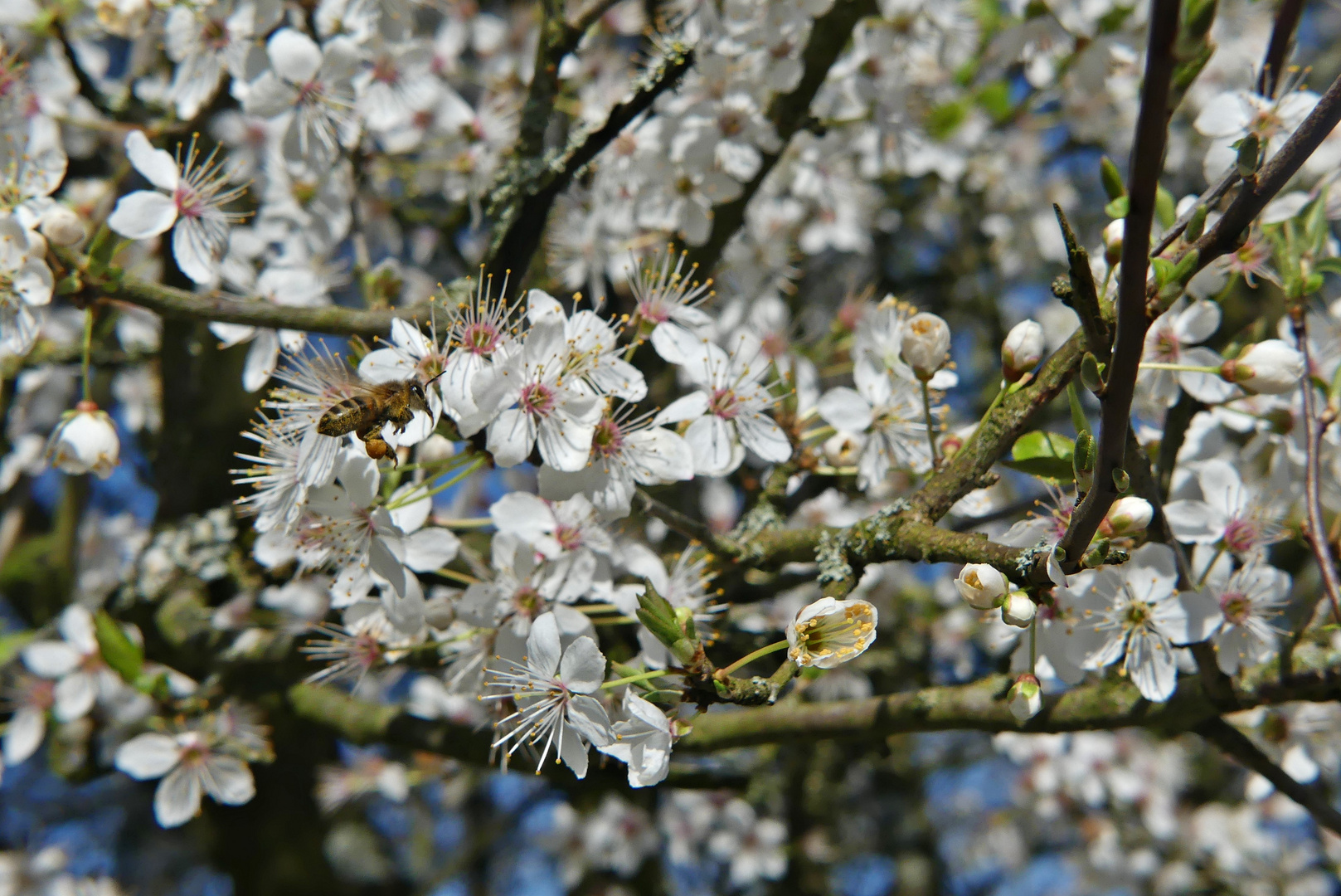  Frühlingsbaum 2024 Bienchen im Landeanflug