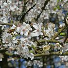  Frühlingsbaum 2024 Bienchen im Landeanflug