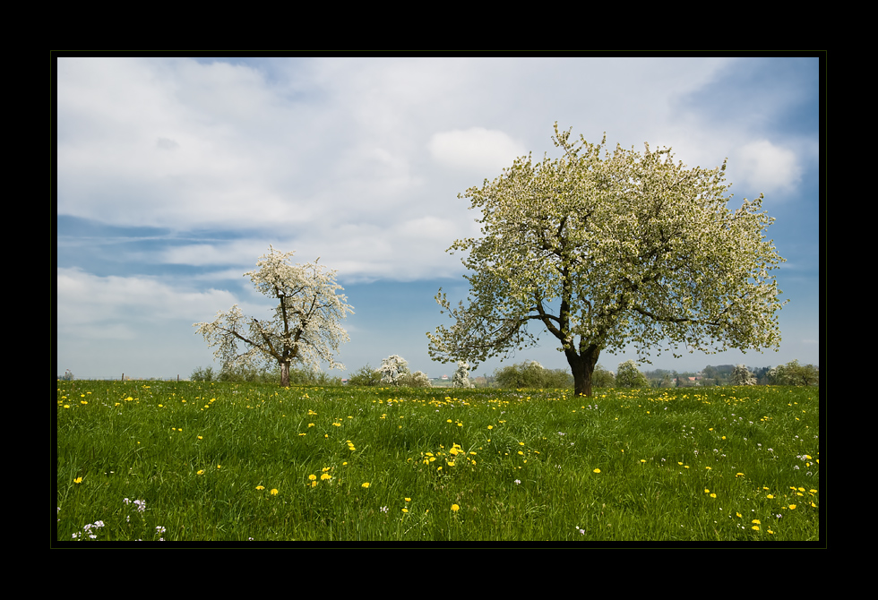 Frühlingsbaum