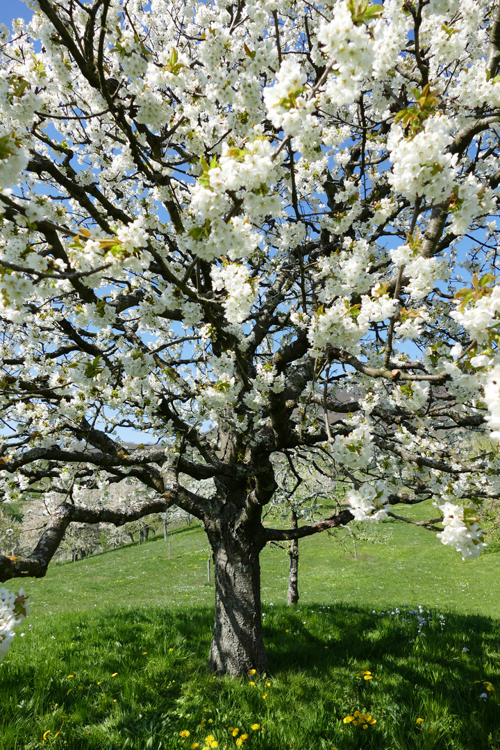 Frühlingsbaum