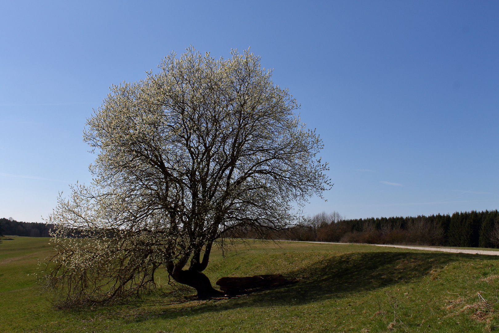 Frühlingsbaum