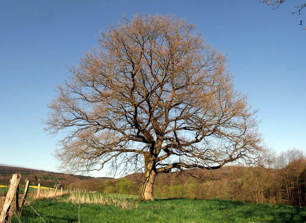 Frühlingsbaum