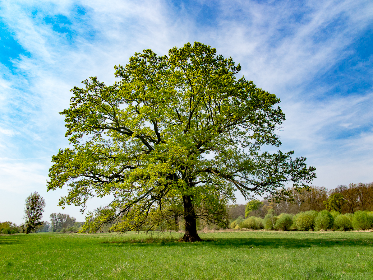 Frühlingsbaum Foto & Bild jahreszeiten, frühling, kühkopf Bilder auf