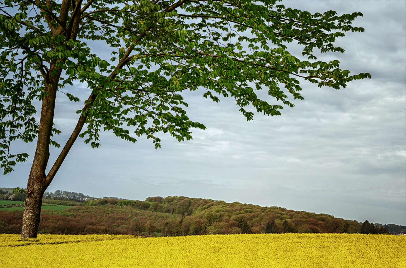 Frühlingsbaum im Wind