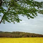 Frühlingsbaum im Wind