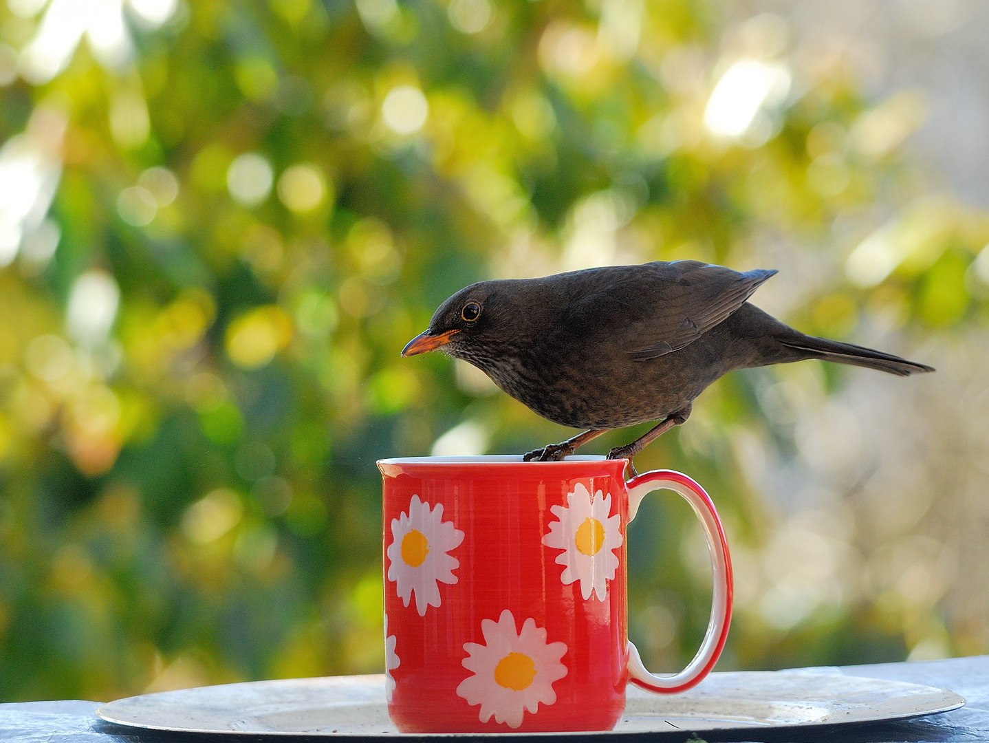 Frühlingsbecher