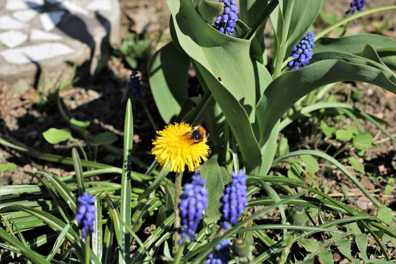 Frühlingsbeet in der Eifel