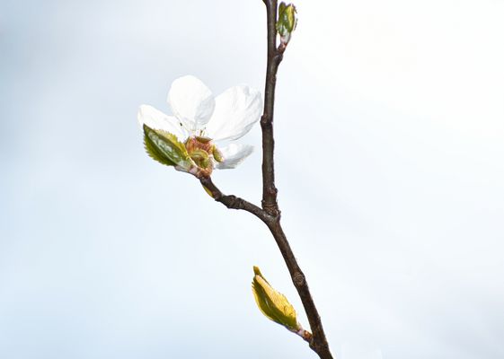 - FRÜHLINGSBEGINN -