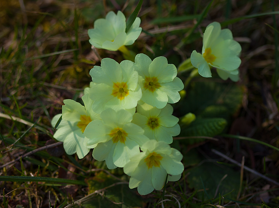 Frühlingsbeginn (2)