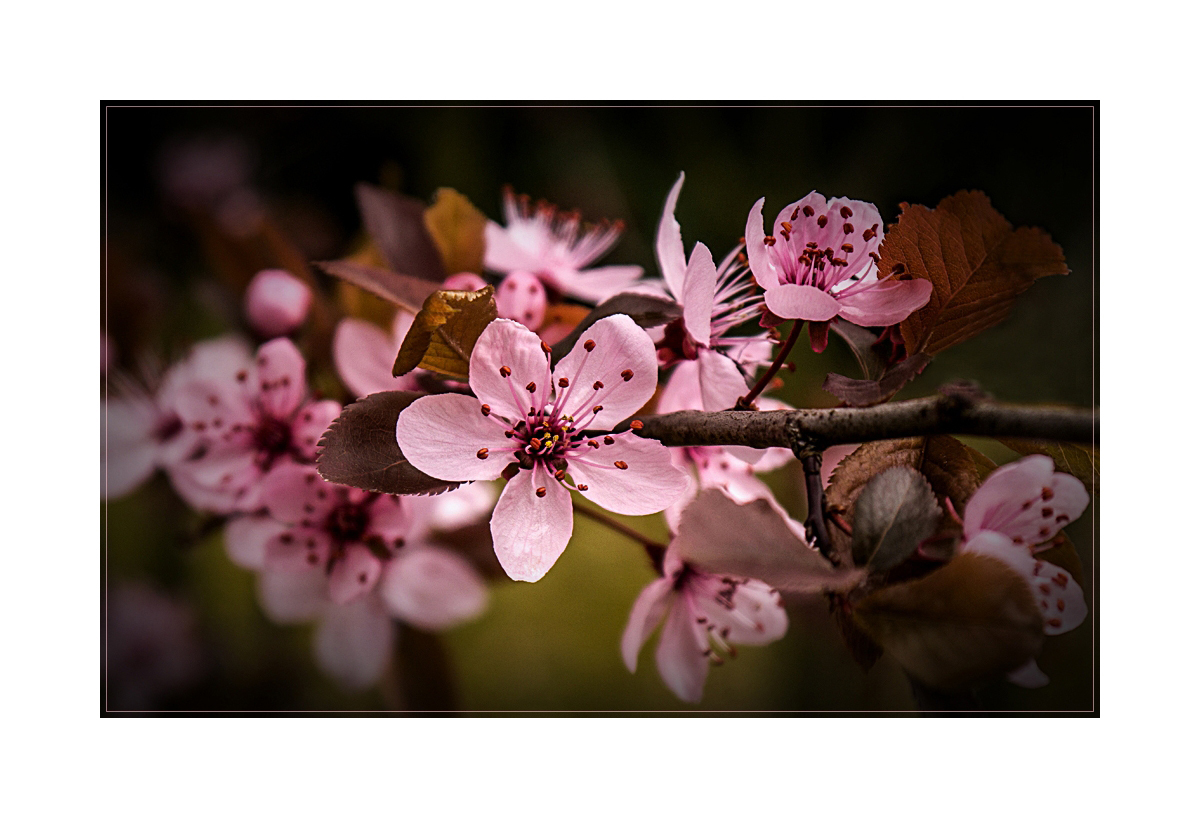 ~ Frühlingsbeginn 2014 ~