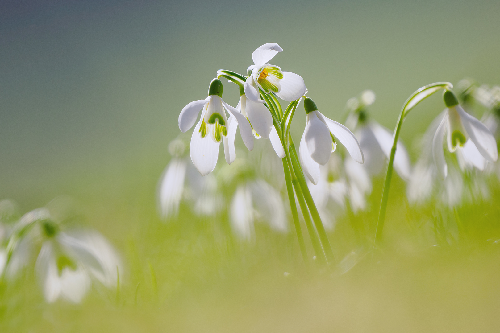 Frühlingsbeginn